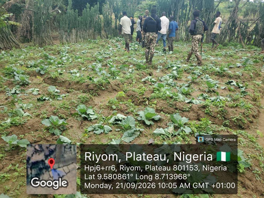 Suspected Fulani herders destroy cabbage farms in Plateau State; military responds