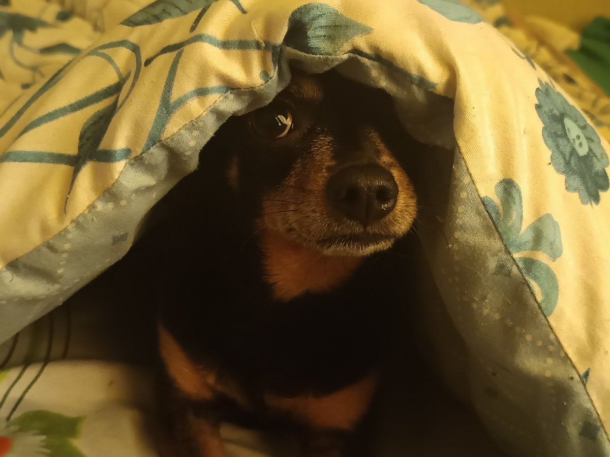 OccultGuardsman's tweet photo. @LeahVtuber_ He's bamboozled and she's a hateful little shit https://t.co/SDqfJMHYvD