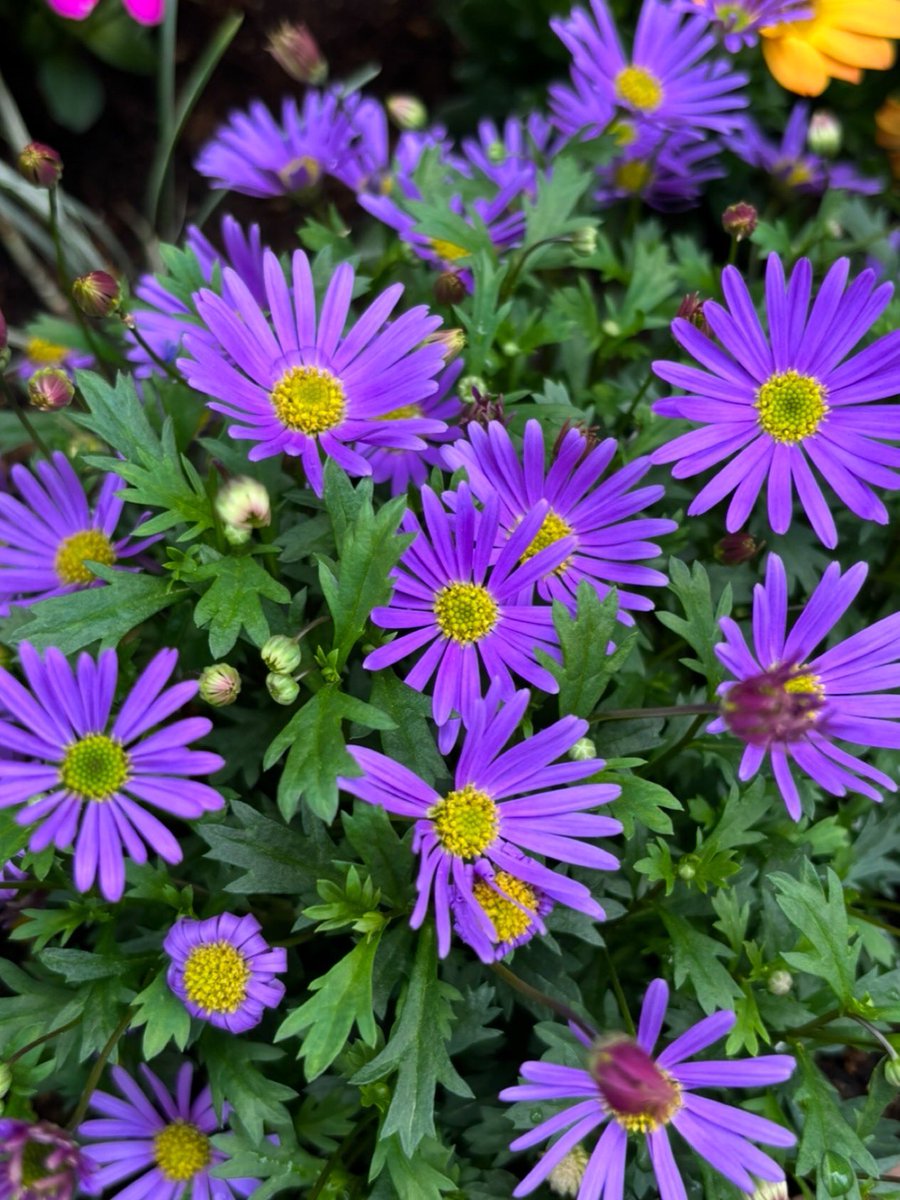 mauve3211013415's tweet photo. シオン(紫苑)
9月22日の誕生花
花言葉「追憶」「君を忘れない」
おはようございます😊☀️
今日もあなたを思っています🌼🌸
#シオン
#miamore
#想いをつなぐ https://t.co/DUaUdsMijs