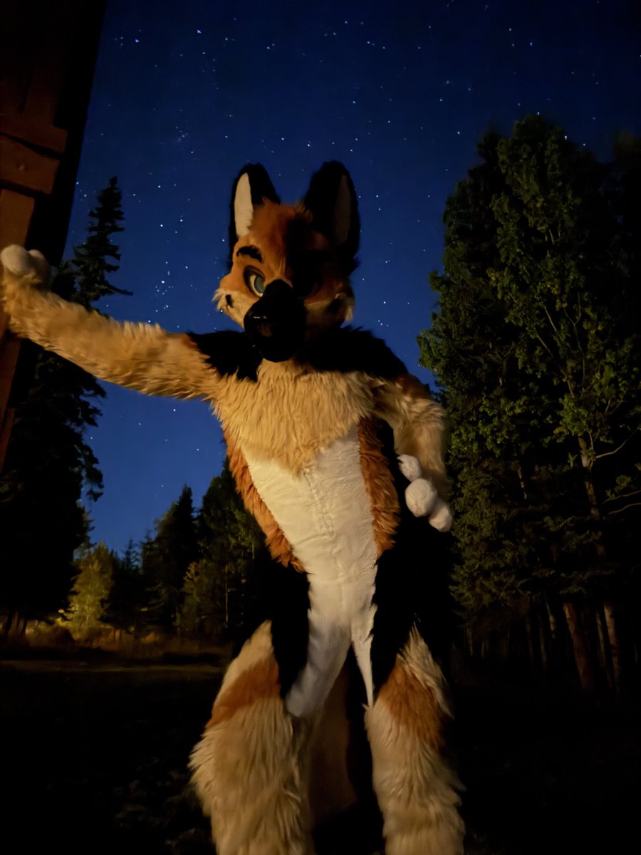 Himaru_Shepherd's tweet photo. Wanna walk the Sheppy through the woods ?😘
#MFYMonday #Sheptember
 📸Andy 
📍Banff https://t.co/Zhp1TTaHor