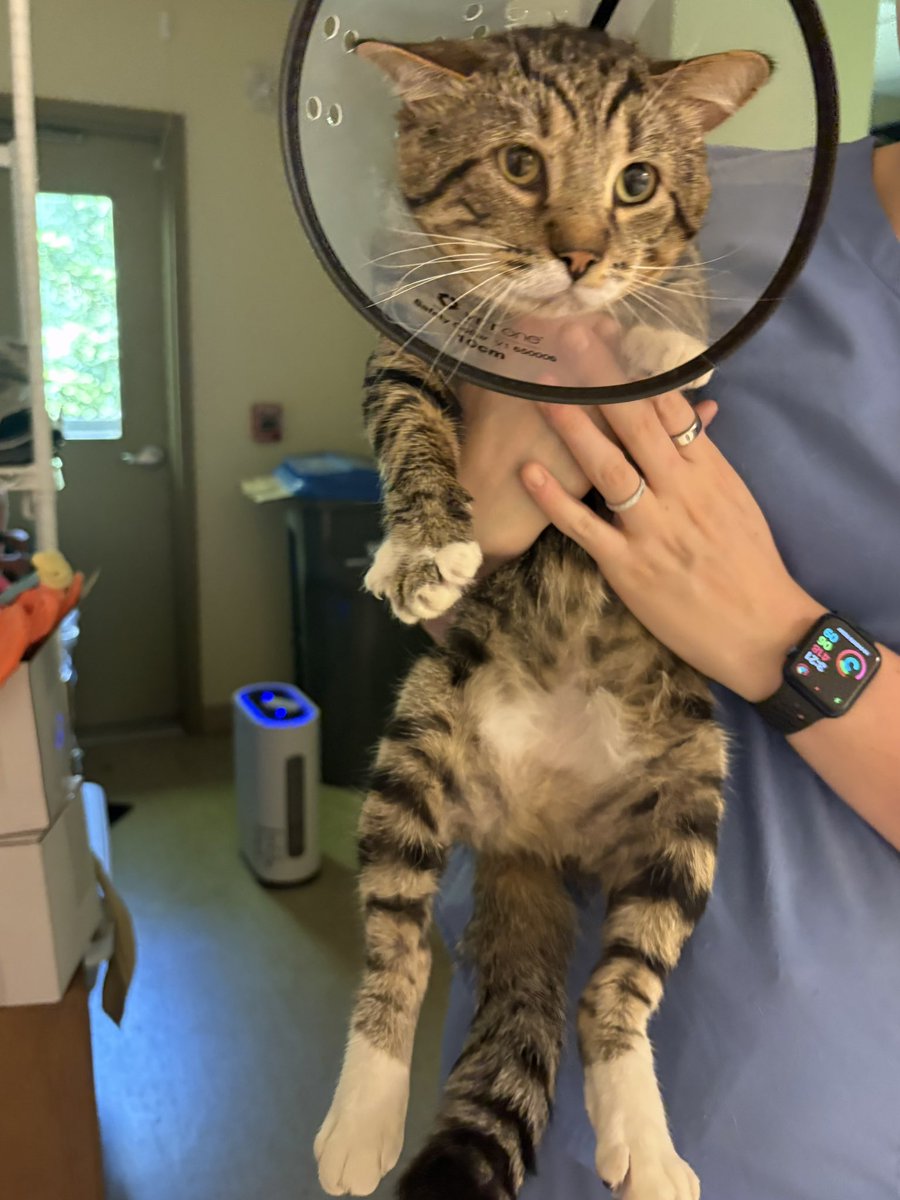 zigzagoonfan263's tweet photo. this is Nuts we neutered him today so now his name is            . https://t.co/KTUUQQqe4B