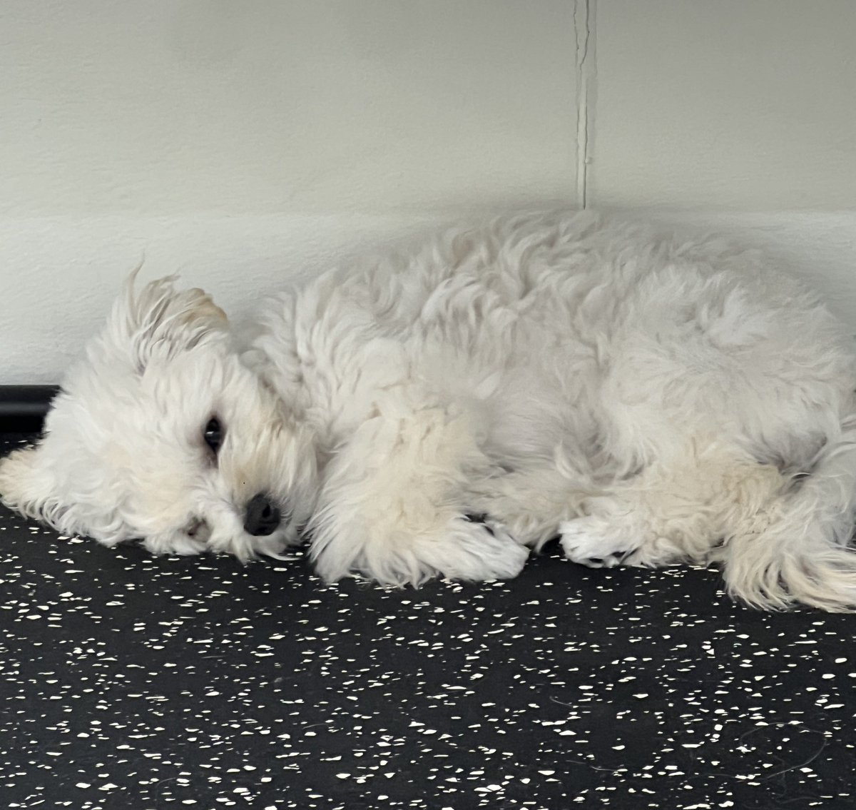 Gyeoul_wt's tweet photo. 민정이 눈엔 요정도로 작은 강아지로 보일텐데 못본 사이 길쭉견 돼서 우째🥺 https://t.co/2PLr92lWRw