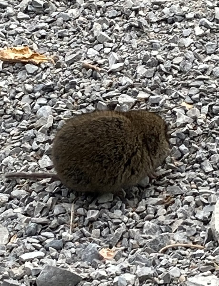 msbjacobs's tweet photo. #educatorsONtherun #RWRunStreak Day 2490 A cooler 3.25 miles (5.2 km) late afternoon run. Was surprised to see this meadow vole on the path.
#RunEveryDay https://t.co/NWvXMFoVdG