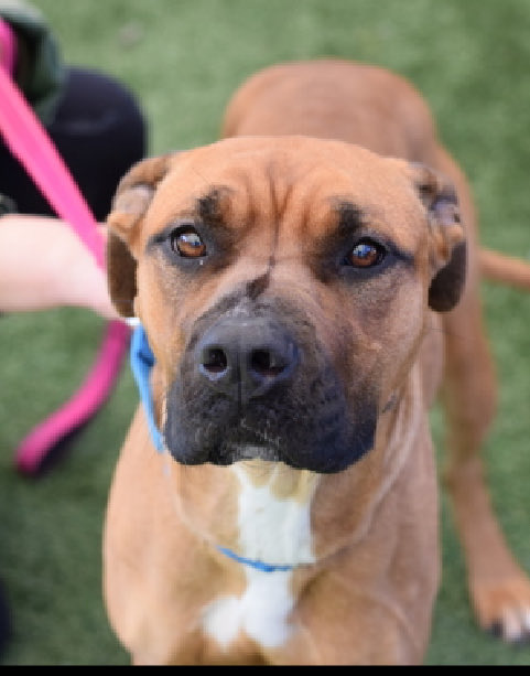 magalys_rios's tweet photo. #Foster #ADOPT #Pledge
  🚨 #LongStay OVER 1️⃣8️⃣6️⃣ days there ‼️
        ADOPTION FEE REDUCED 
       #MilkyWay #250111 
         1 yr old 61 lbs girl
                   DESERVES ❤️🏡
              Help her walk out ALIVE 
Bio⬇️

https://t.co/DQ5Yiqaubt

DM @notthesameone2 to 🛟 https://t.co/TOPY19Rck8