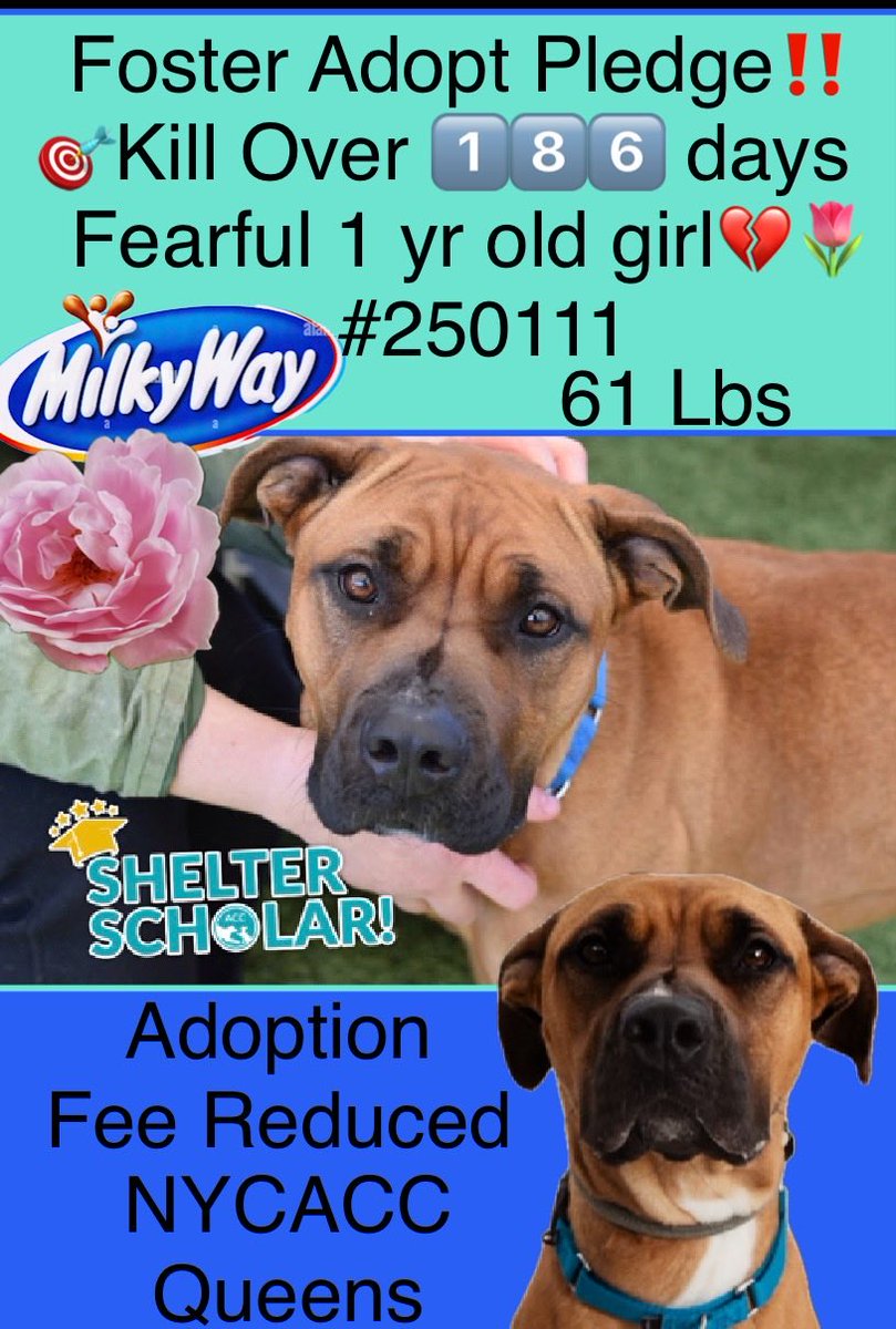 magalys_rios's tweet photo. #Foster #ADOPT #Pledge
  🚨 #LongStay OVER 1️⃣8️⃣6️⃣ days there ‼️
        ADOPTION FEE REDUCED 
       #MilkyWay #250111 
         1 yr old 61 lbs girl
                   DESERVES ❤️🏡
              Help her walk out ALIVE 
Bio⬇️

https://t.co/DQ5Yiqaubt

DM @notthesameone2 to 🛟 https://t.co/TOPY19Rck8