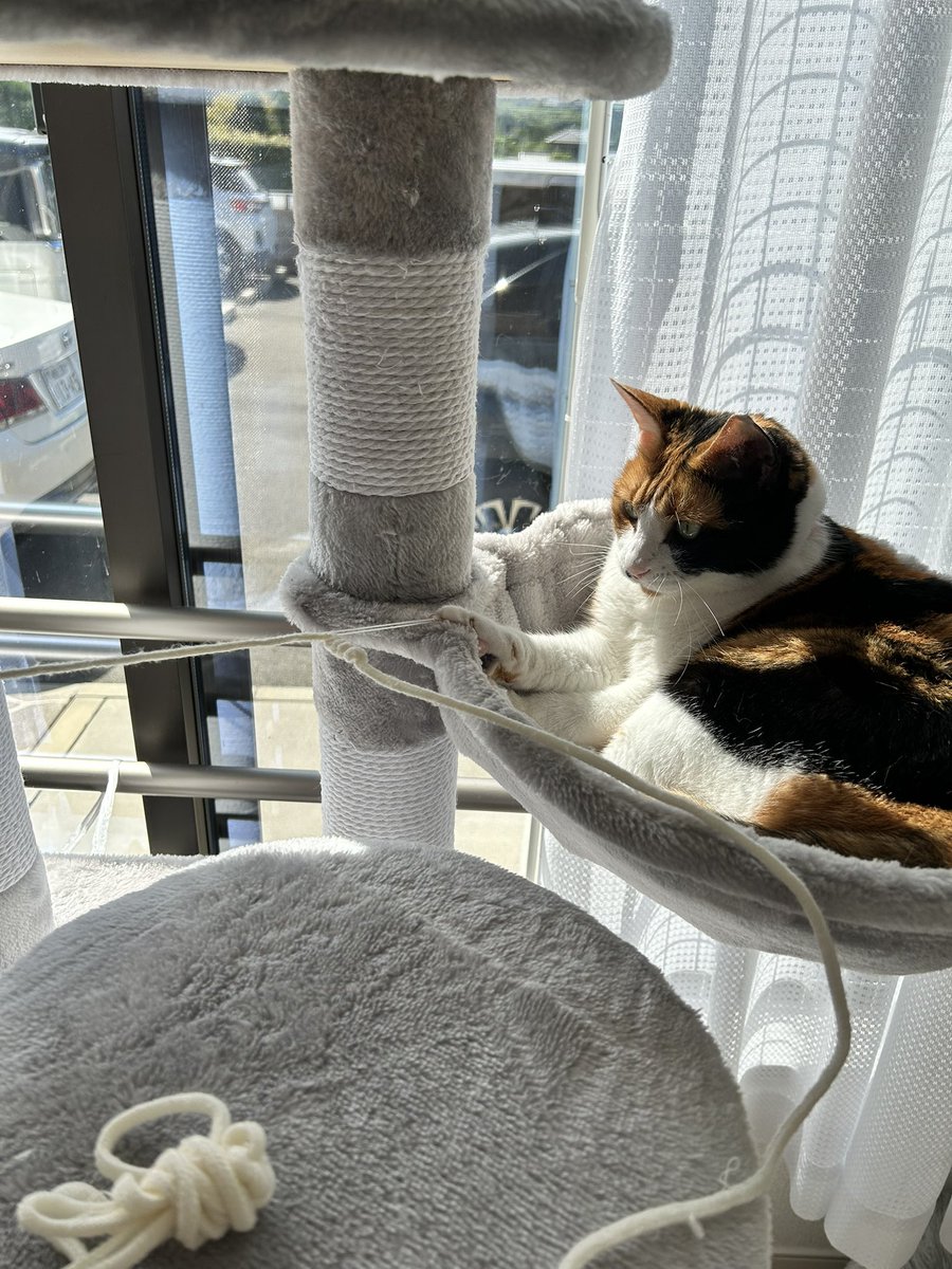 bon_kinen's tweet photo. おはにゃん😸😸
負けられにゃい戦い👀🐾👀🐾 https://t.co/nDaxaxv3I1