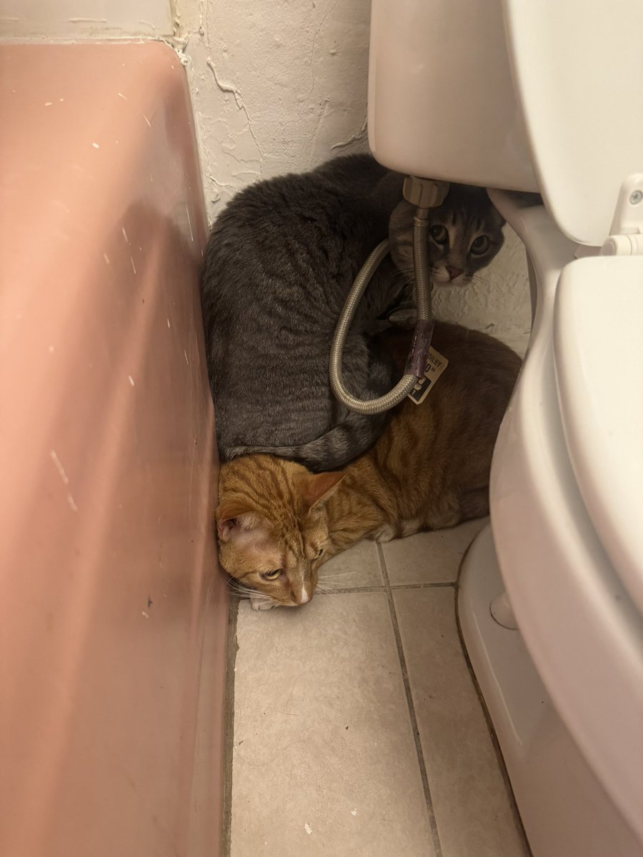 samorawhat's tweet photo. cats are adjusting well to the new space https://t.co/MmQBzqRQ0o