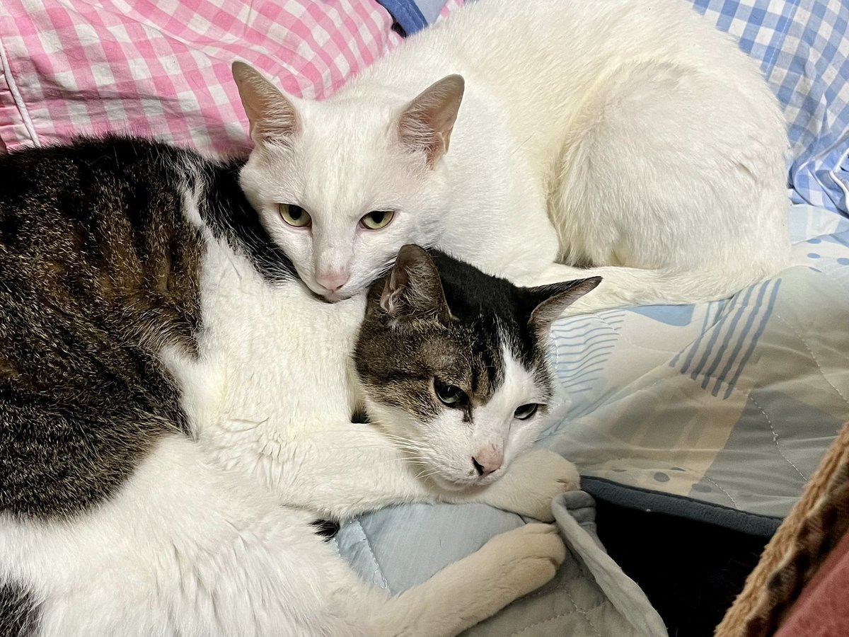 KOMAhappygiving's tweet photo. そろそろ寝る姿勢。

#ネコ #猫 #ネコの居る生活 #居候ネコ #預かりネコ https://t.co/Zy4KotiOel