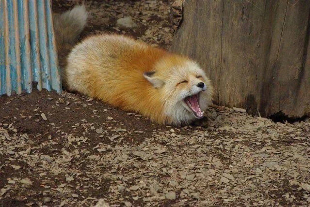 winterpricate99's tweet photo. Fox for you https://t.co/48n0JqraLe