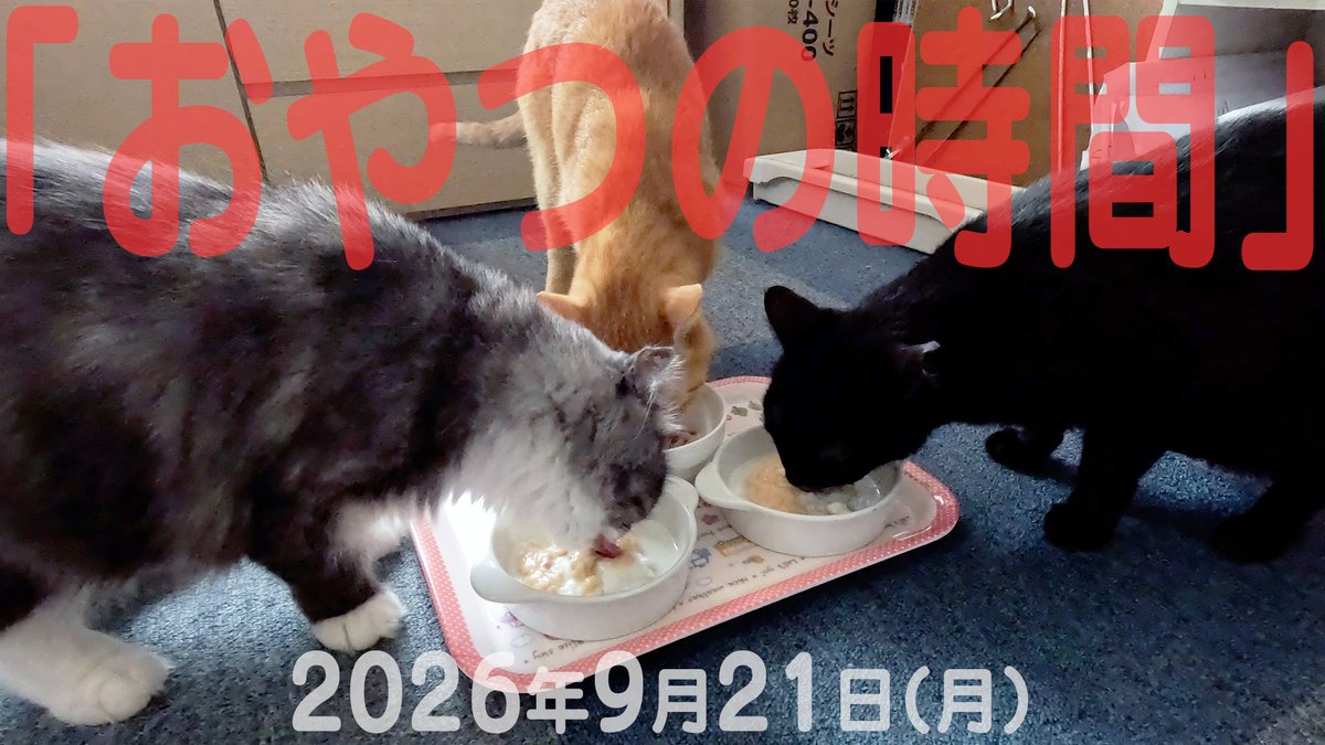 arikaobuk's tweet photo. 我が家の猫たち「おやつの時間」2026年9月21日(月)
"Snack time for cats"
https://t.co/O3WHx116wp
#にゃんこ3きょうだい日記 #Diary_of_3Cats
#猫動画 #ネコ動画 #猫 #ねこ #保護猫
#茶トラ #gingercat #黒猫 #blackcat #スコティッシュフォールド #scottishfold
#cat #gato #gatto #chat #Katze https://t.co/yElh1rsGqJ