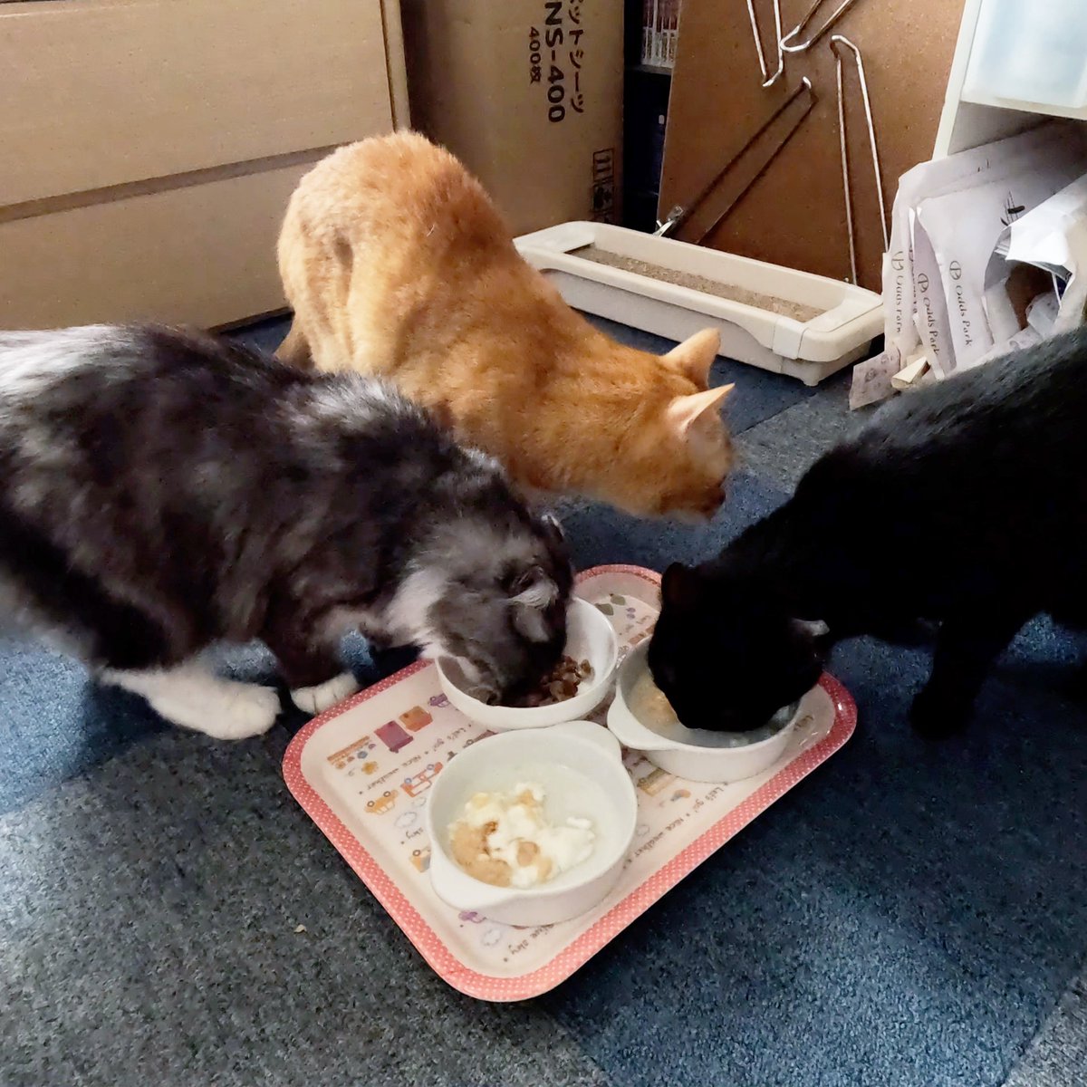 arikaobuk's tweet photo. 我が家の猫たち🐱🐱🐱おやつの時間✨
https://t.co/O3WHx116wp
#にゃんこ3きょうだい日記 #Diary_of_3Cats
#猫動画 #ネコ動画 #かわいい #おもしろ #癒し
#猫 #ねこ #保護猫
#茶トラ #gingercat #黒猫 #blackcat #スコティッシュフォールド #scottishfold
#cat #gato #gatto #chat #Katze #кошка https://t.co/nwnM7LdsWb