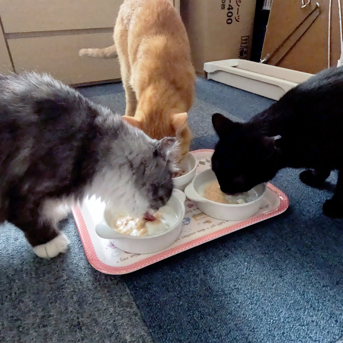 arikaobuk's tweet photo. 我が家の猫たち🐱🐱🐱おやつの時間✨
https://t.co/O3WHx116wp
#にゃんこ3きょうだい日記 #Diary_of_3Cats
#猫動画 #ネコ動画 #かわいい #おもしろ #癒し
#猫 #ねこ #保護猫
#茶トラ #gingercat #黒猫 #blackcat #スコティッシュフォールド #scottishfold
#cat #gato #gatto #chat #Katze #кошка https://t.co/nwnM7LdsWb
