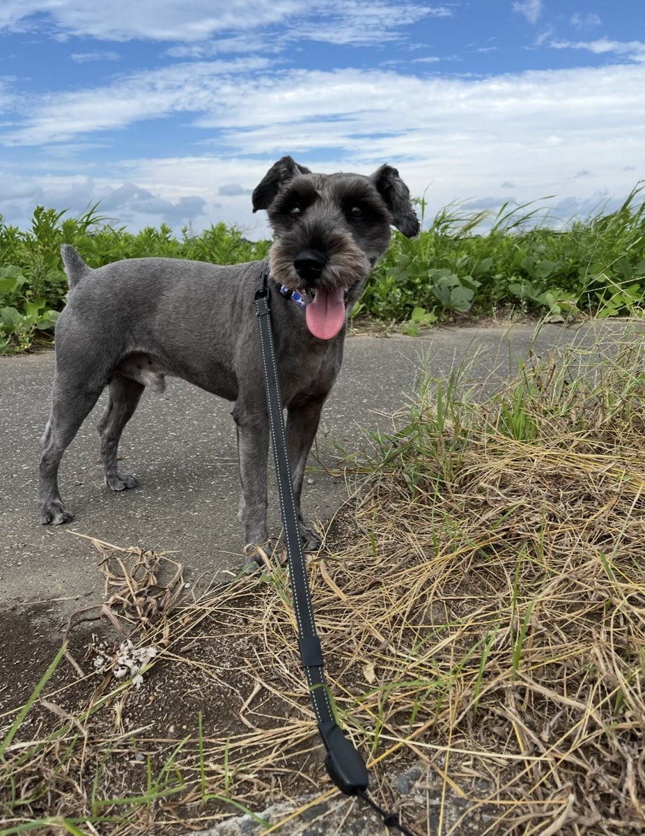 PMba4bZfRfh5C1s's tweet photo. 9/22今朝5時にシュナウザー犬　色は黒に近いグレー首輪なし9歳オス名前はポップが白子町驚の自宅から逃げてしまいました。心当たりの方ご連絡お願いします。また拡散お願い致します🙇 https://t.co/epYWKnd40w