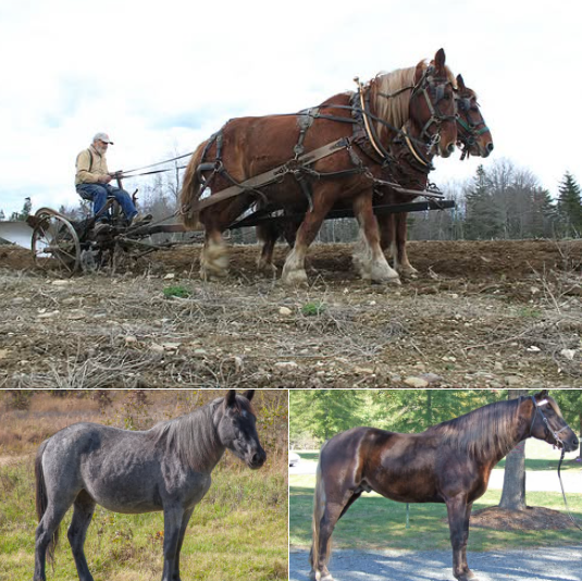 LConservancy's tweet photo. Endangered heritage horses are more than historical relics; they connect us to our past. Breeds imported from Europe, Central Asia, the United Kingdom, and the Caribbean, along with unique American breeds developed here, embody the diverse stories of America, the American people, and the cultures that have developed over time in this country. By conserving their diversity, we preserve a species and our shared history. By ensuring their future, we ensure that future generations will also know these stories and animals. Let’s celebrate and protect these living treasures to honor our past and inspire future generations!

More information about many endangered horse breeds can be found on The Livestock Conservancy’s website at https://t.co/kKaUPu0PAK
