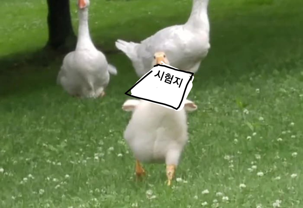 Lyceum_duck's tweet photo. 꽉, 꽈아악 꽉꽉! (거위는 거위의 친구를 제외한 모두의 시험지를 훔쳐왔다! 거위는 거위의 친구가 좋은 점수를 받길 바란다!) https://t.co/pQQE8Jn6yv