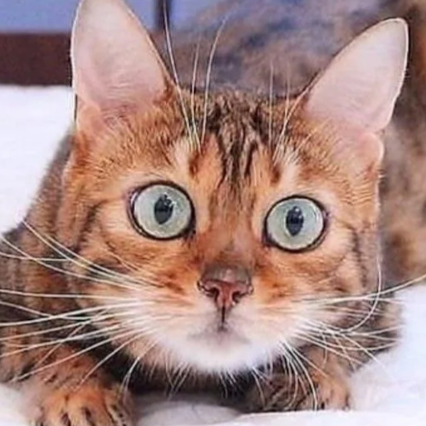 Laura318US's tweet photo. A Cat’s Pupils Can Expand Dramatically During Hunting

When cats become highly focused or excited, their pupils can expand dramatically, allowing more light into the eyes and helping them process visual information https://t.co/3t9xjWzfPM