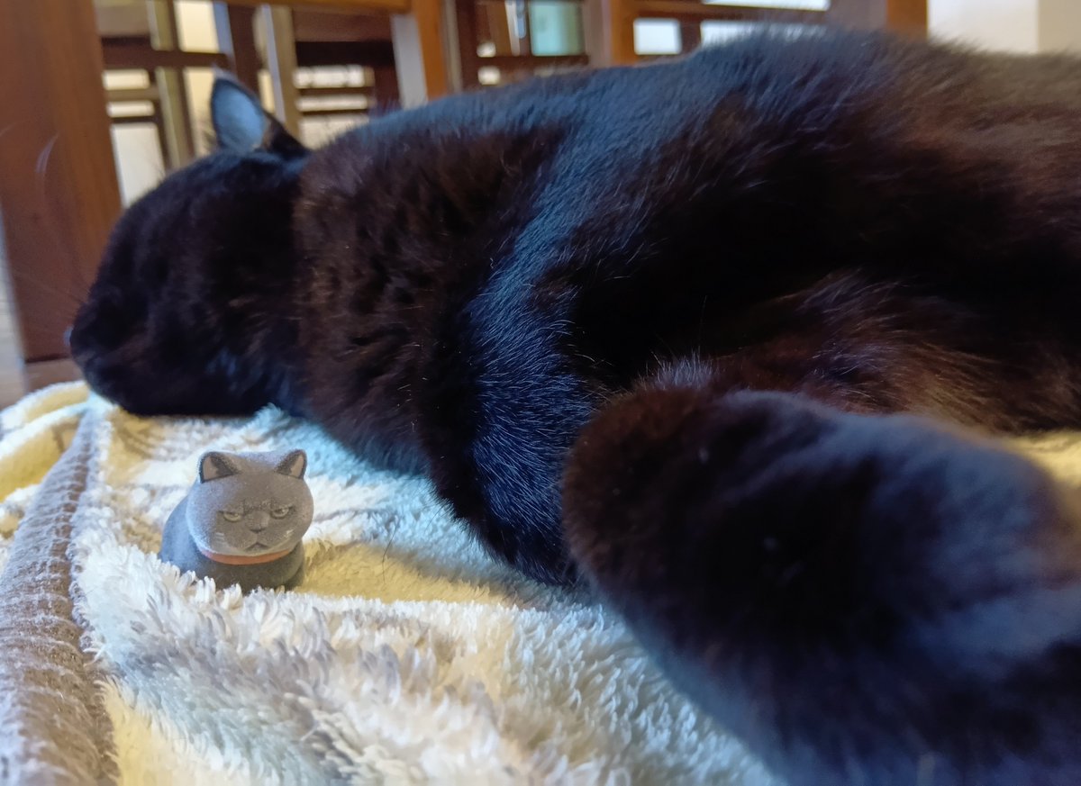 m_rn56c2's tweet photo. おはようございます🐈‍⬛
今日もふわふわ。かわいいい。 https://t.co/kzHqchngzm