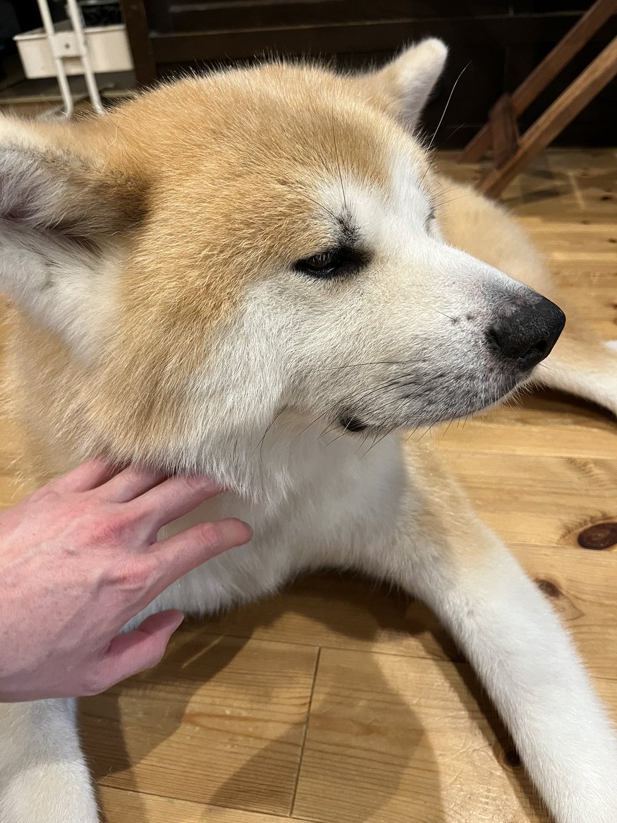 tyononoyt2's tweet photo. 昨日
この看板にまんまと釣られましたねぇ…… https://t.co/1G25oJf8T1