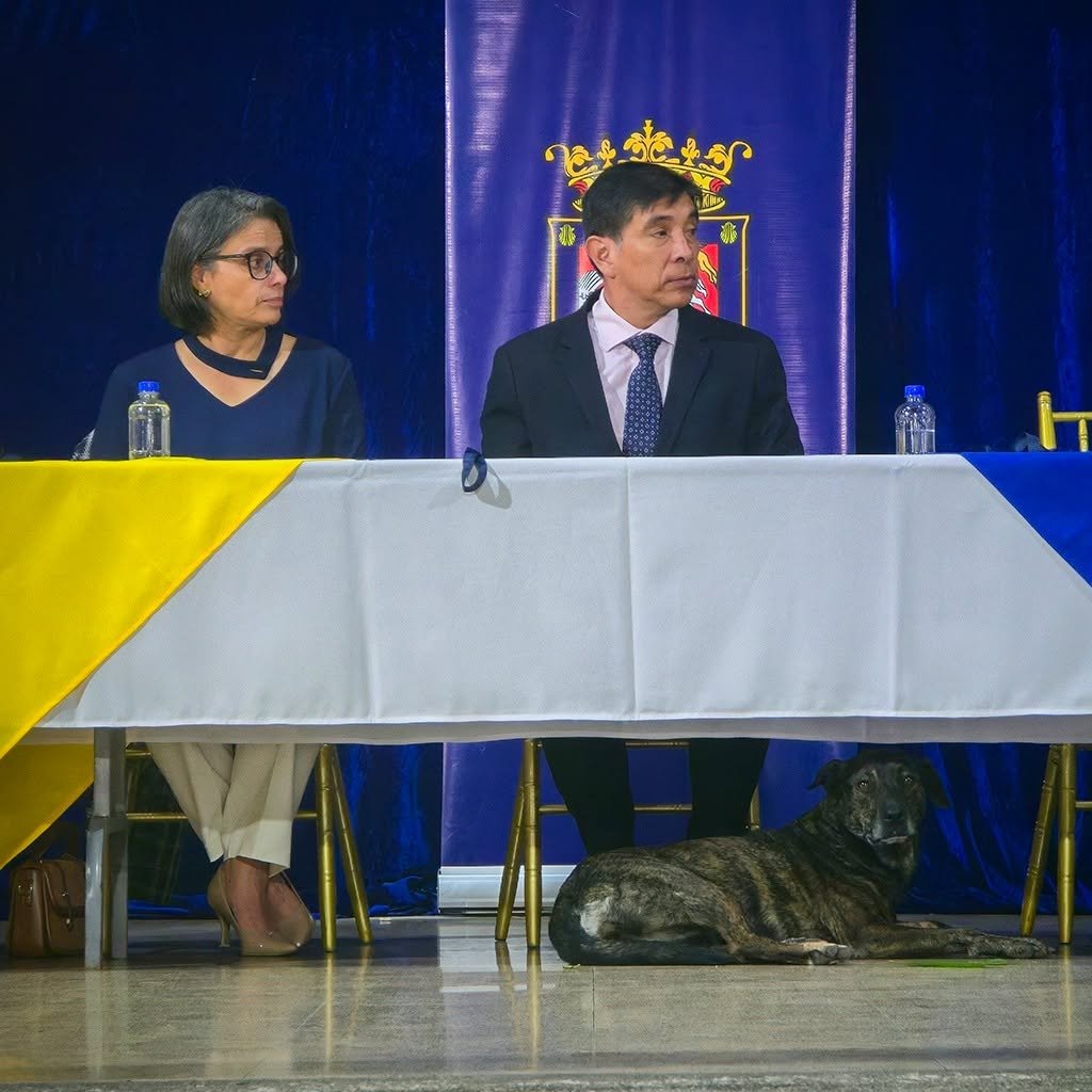 LicoBethancourt's tweet photo. Varios vecinos me preguntan por qué no uso guardaespaldas, ya que los viejos y corruptos, políticos, alcaldes y disque periodistas, buscan siempre como dañarnos.

Pero claro que sí tengo, y de los mejores https://t.co/KO5U89YmE1