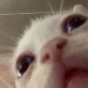 spoonsareboring's tweet photo. @Louhetarr YESSSS https://t.co/QeH6gxTMzh