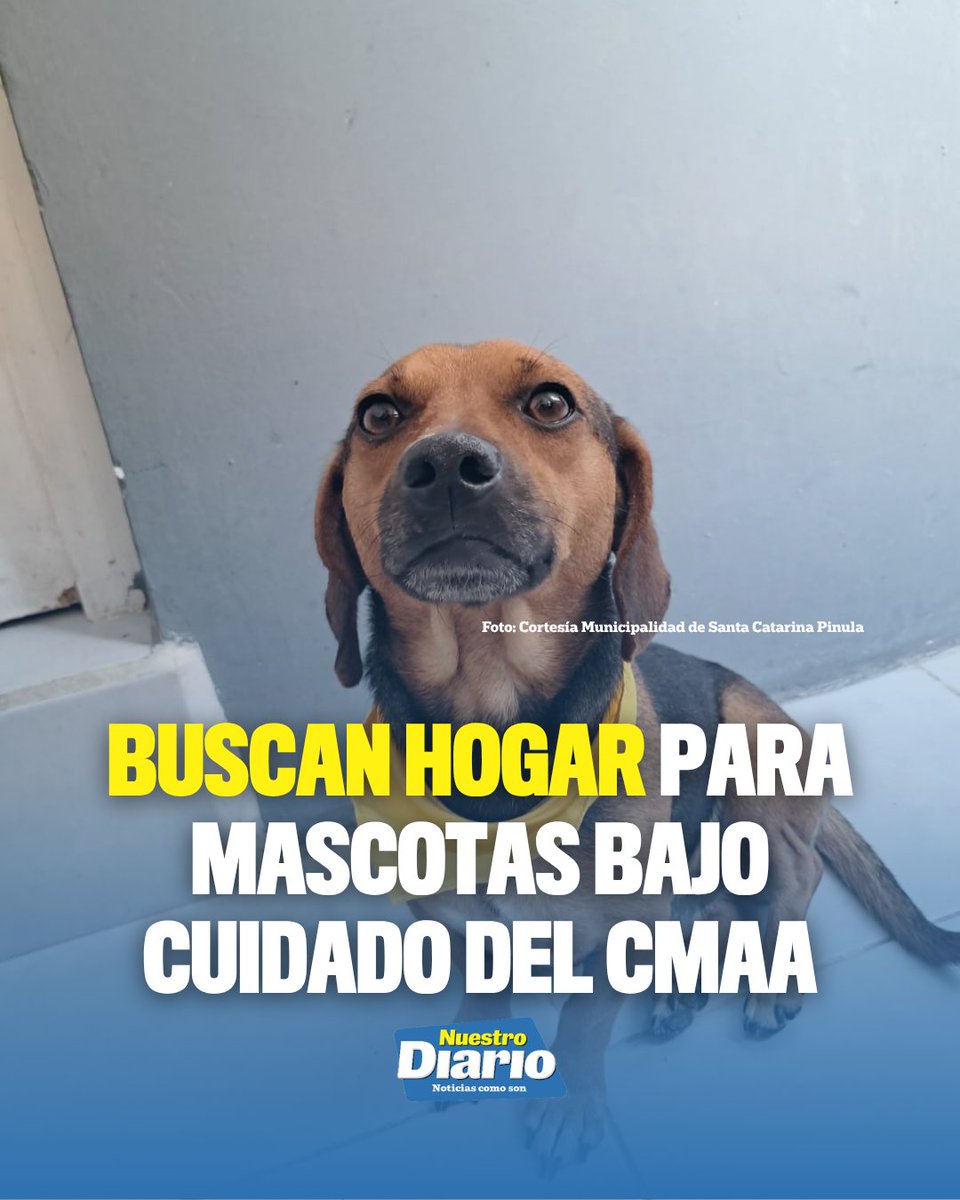NuestroDiario's tweet photo. 🐶🐱 BUSCAN HOGAR PARA MASCOTAS BAJO CUIDADO DEL CMAA 🐶🐱 

El Centro Municipal de Atención Animal (CMAA), de Santa Catarina Pinula, cuenta actualmente con 32 perros y gatos bajo su cuidado. Algunos están en recuperación, pero otros ya se encuentran disponibles para ser adoptados.

Las mascotas disponibles han recibido atención veterinaria, vacunas y desparasitación. Para iniciar el proceso, los interesados deben llenar un formulario y pasar por una calificación. Para más información pueden comunicarse al 3385-5656.

#NuestroDiario, noticias como son. 📰
#FamiliaND