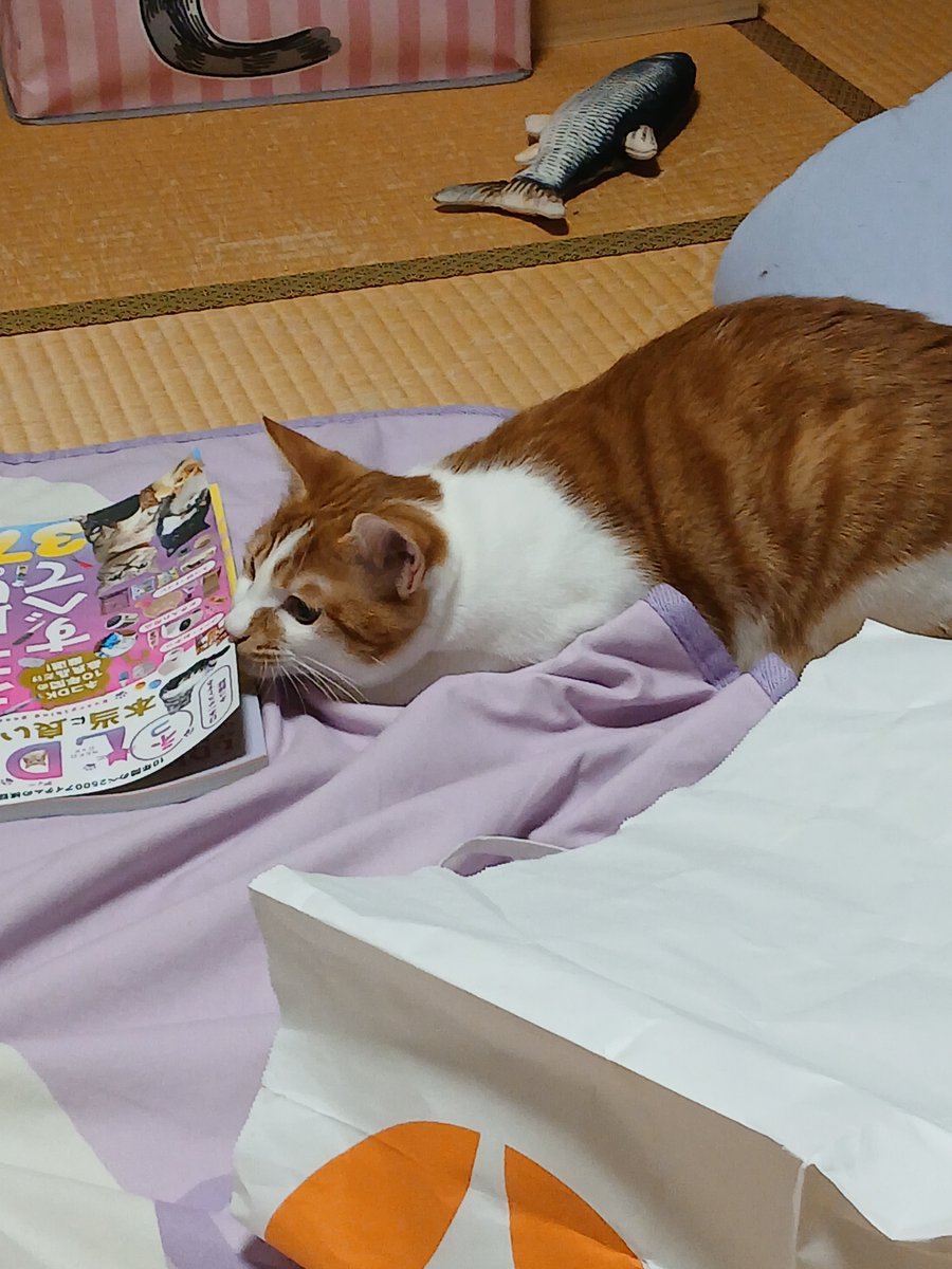 misokko_omiso's tweet photo. 雑誌を読もうとするしまじろうとカメラ目線が可愛すぎるしまじろう https://t.co/HQXJKwII39