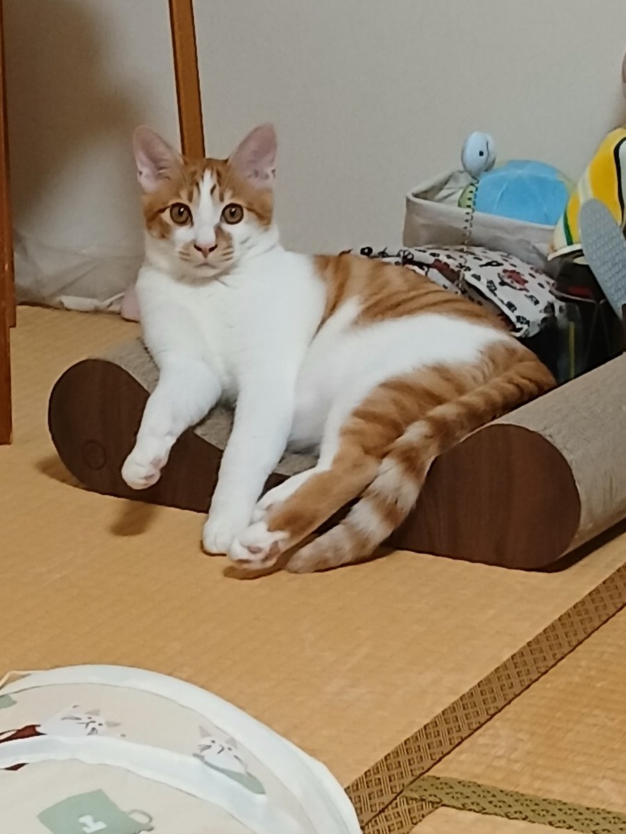 misokko_omiso's tweet photo. 雑誌を読もうとするしまじろうとカメラ目線が可愛すぎるしまじろう https://t.co/HQXJKwII39