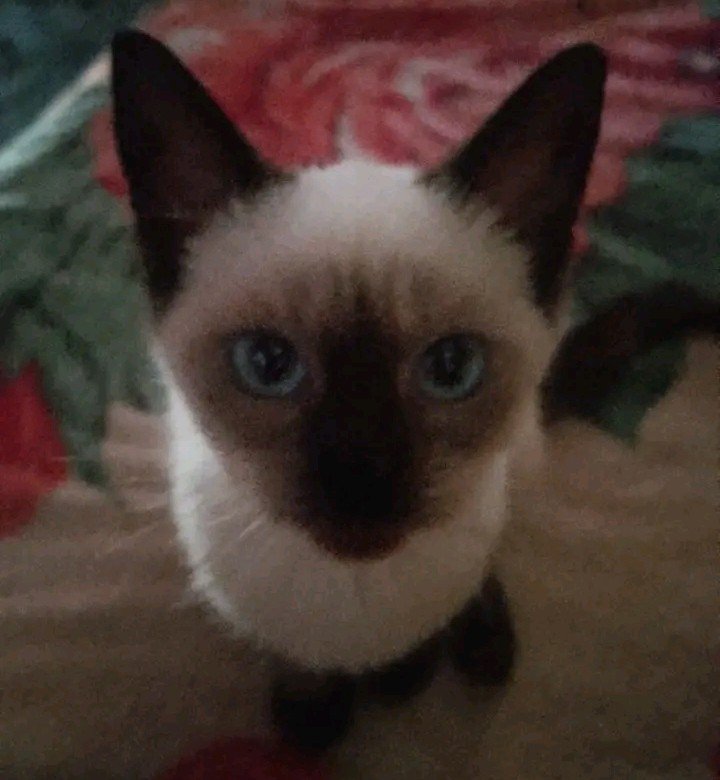 headlessbuffys's tweet photo. @ariscreature can we make baby https://t.co/fwo37Pi1Dk