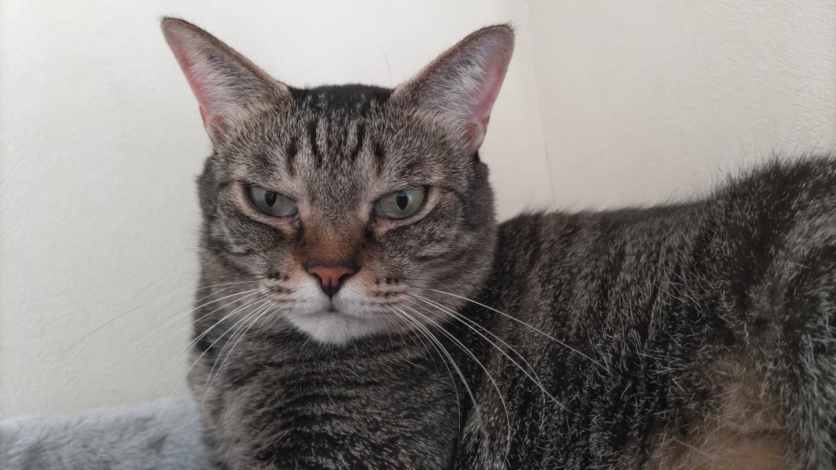 mocarin1227's tweet photo. おはようございます、今日も休日ですね😊
安定のキャットタワー😸
＃キジトラ猫　＃猫好きさんと繋がりたい https://t.co/Rr8fKNAcqk
