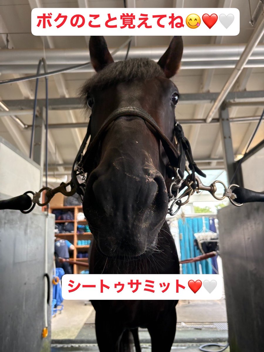 chanhi2510's tweet photo. 『シートゥサミットって誰⁉︎』って
思ってる方がいたので説明します😚

栗東・吉��厩舎所属のお馬さん❤️🤍

吉岡厩舎に所属してる
旦那っち君の担当お馬さん❤️🤍

まだ1勝しかしてないお馬さん❤️🤍

赤ちゃんみたいに可愛いお馬さん👶🏻

前髪がぱっつんなお馬さん❤️🤍

✨シートゥサミットくんです✨ https://t.co/UQjDcSBtbf