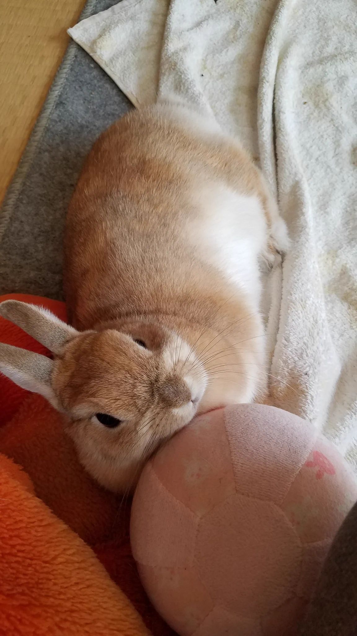 ゴンちゃん on X: 