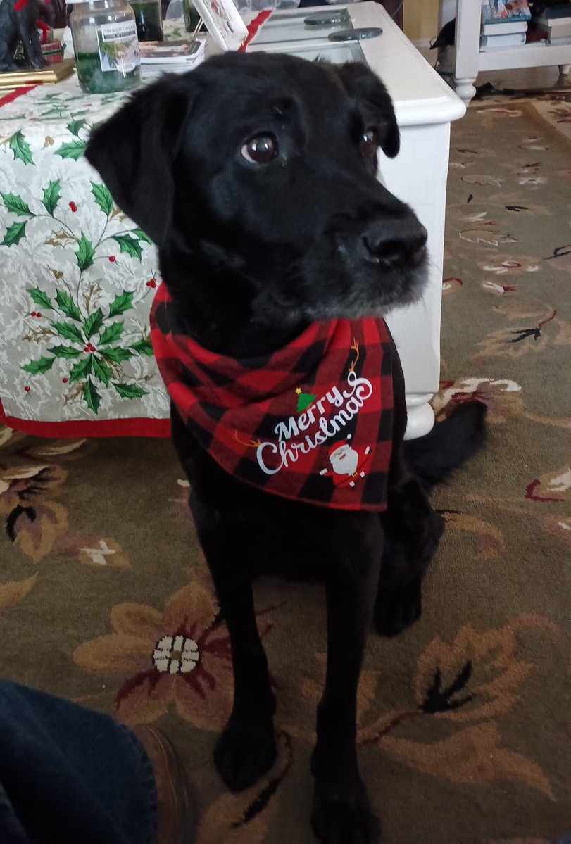 Kosk98195's tweet photo. @JustJenRX Cinder Lou. Lab mix rescue. She's 10 and a diabetic. Takes her 2 daily shots and daily testing like a champ. Going blind because of the diabetes. She's the best dog!!! We love her!!! https://t.co/U4UqTkEqn2
