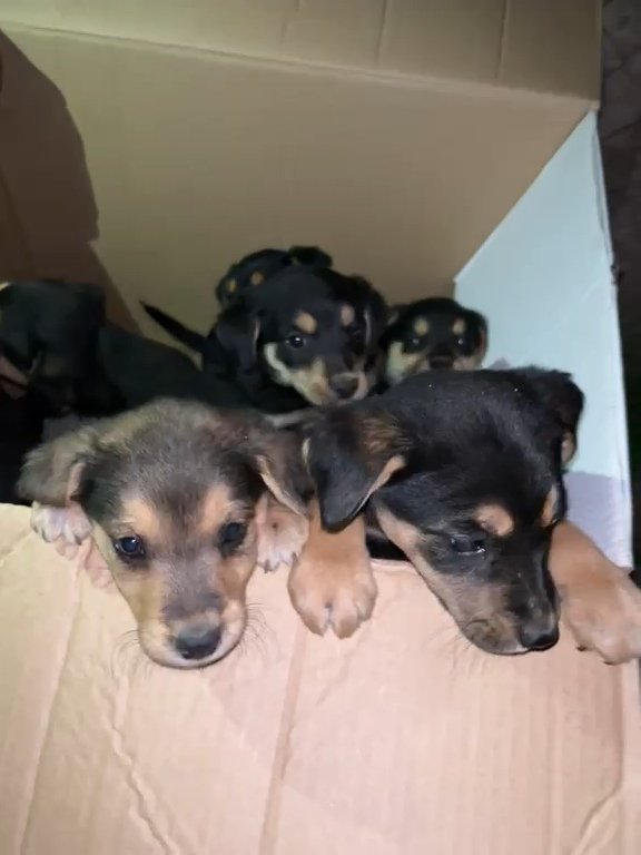 sol_palacios_m's tweet photo. No llega ayuda para ellos, ya estan con nosotros pero no tenemos comida de cachorro y la de adulto les hara mal💔😭por favor estamos super cortas de alimento pero no podemos ser indiferentes🥺🙏
Solange Palacios
Banco estado
Cuenta rut
17376209-7 https://t.co/qQaNzwj3Zw
