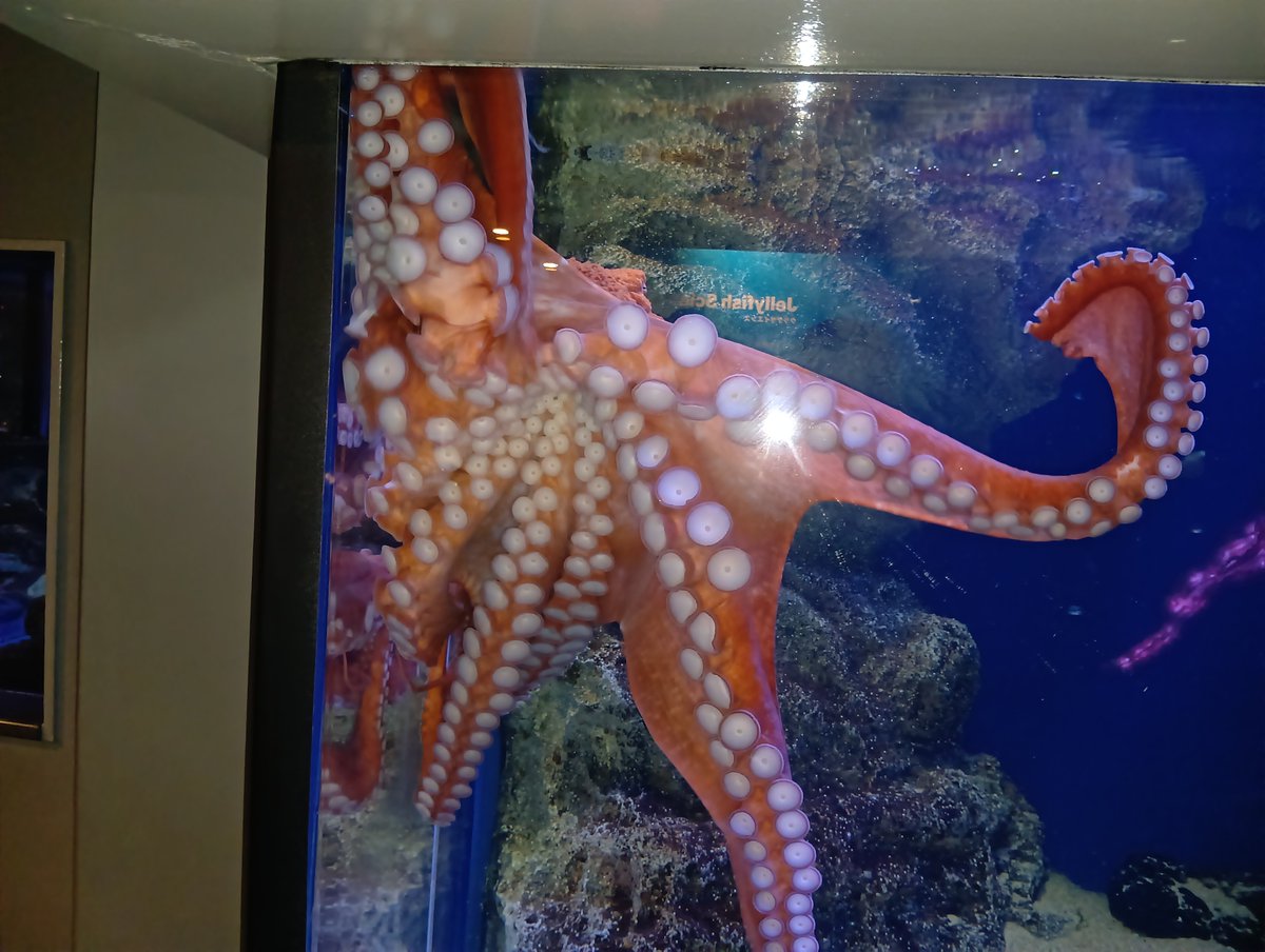 aru5243's tweet photo. 江ノ島水族館で朝一の誰もいないクラゲコーナでながめるのが良い https://t.co/C38bnUsPsp