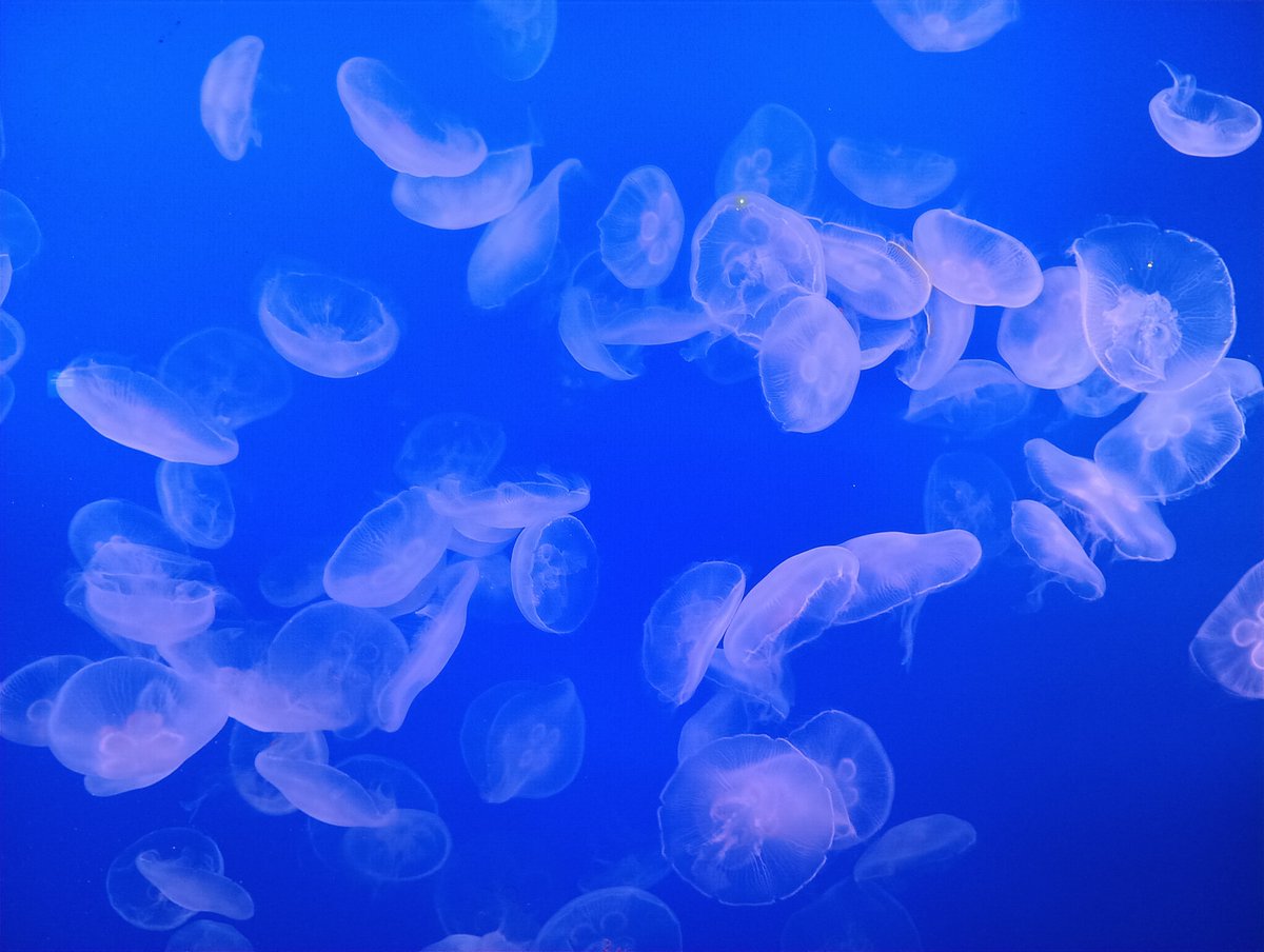 aru5243's tweet photo. 江ノ島水族館で朝一の誰もいないクラゲコーナでながめるのが良い https://t.co/C38bnUsPsp