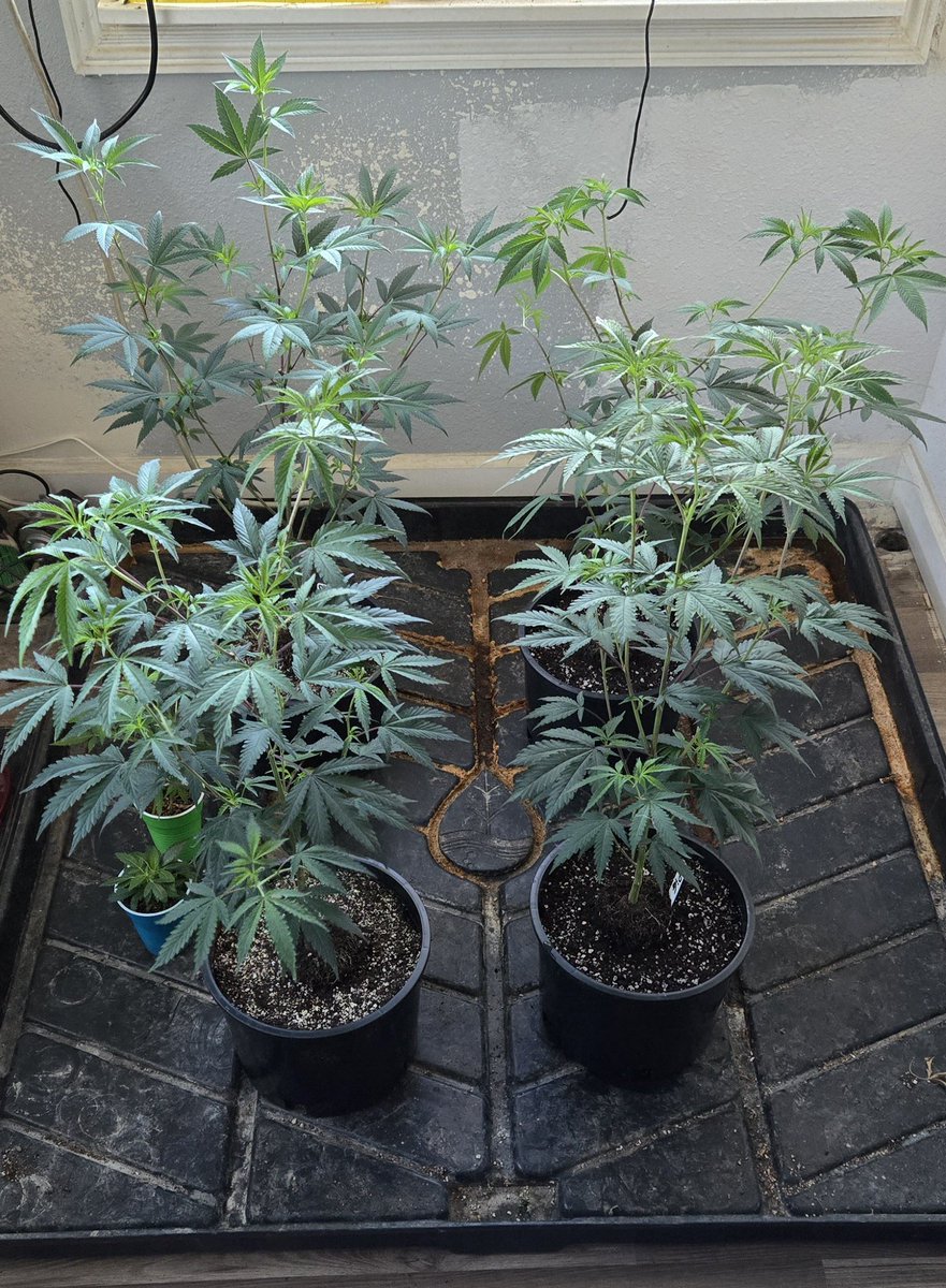 weedplugggg's tweet photo. Transplanted the Cherry Paloma and ZPie into 3gal pots... #growyourown #livingsoil #supersoil #cannabisculture #weednerd
Telegram link on bio https://t.co/DpT66SWyyE