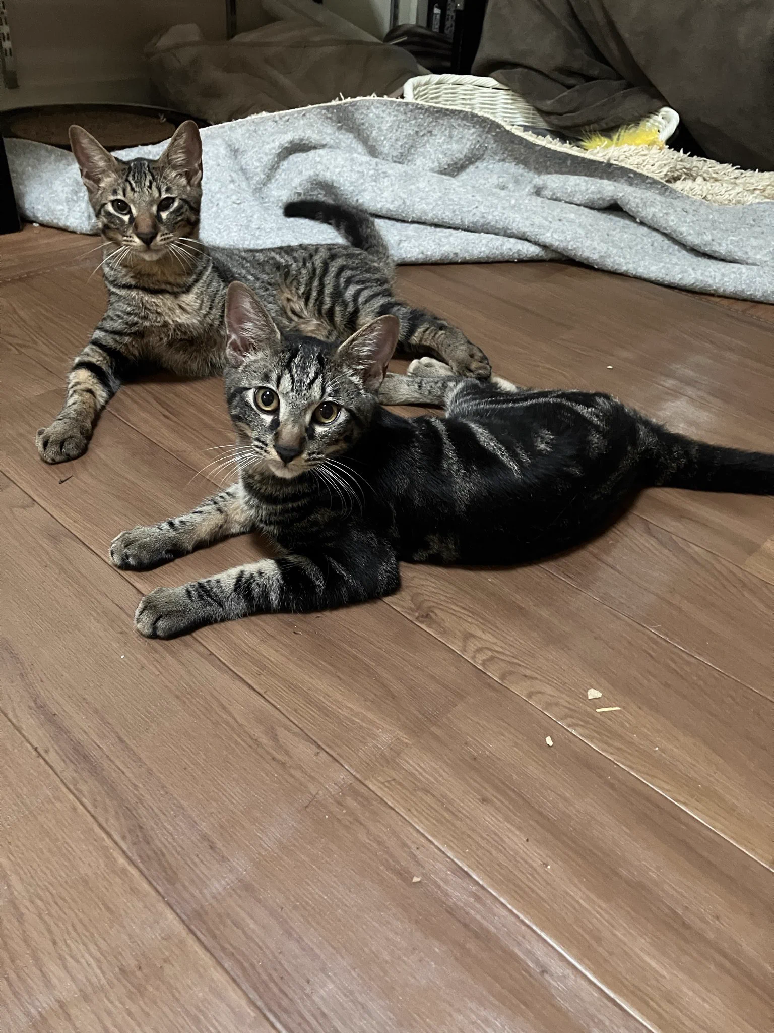 猫カフェ猫茶家☆日曜のみ営業 (@nekochaya) / X