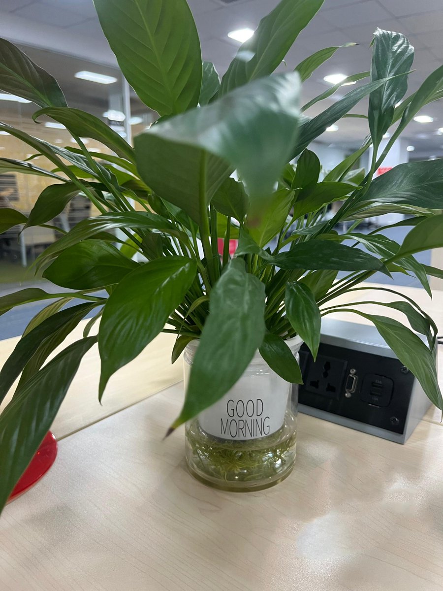 claudio79_2's tweet photo. Just found out my work desk plant survived 3 weekends of forgetting to water it because it’s actually a succulent. Embarrassing but low-key proud of my “black thumb” accidental win. https://t.co/pjO4CQvd0O