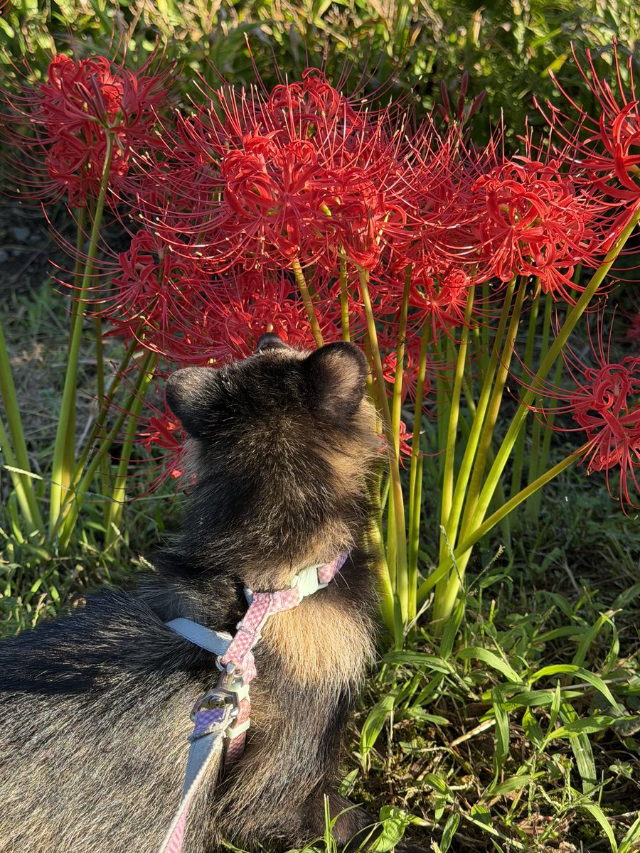 s6556225's tweet photo. 彼岸…タヌキ🌸
#タヌキ
#ホンドタヌキ https://t.co/DkzXmM88s7