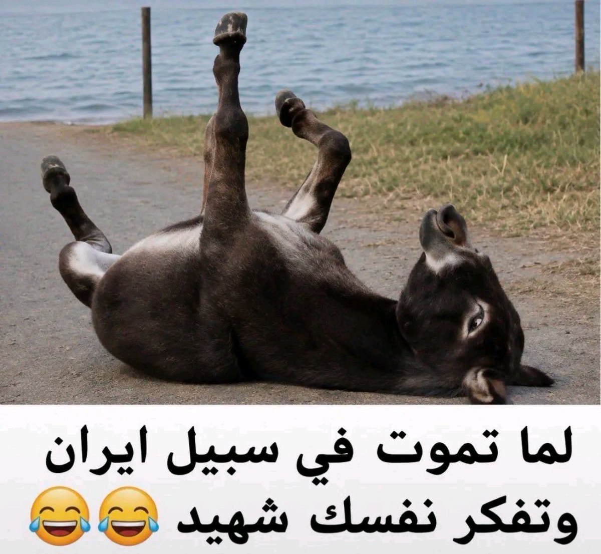 basheermhub1's tweet photo. @anwarsami811133 https://t.co/3N7mkUwSmf