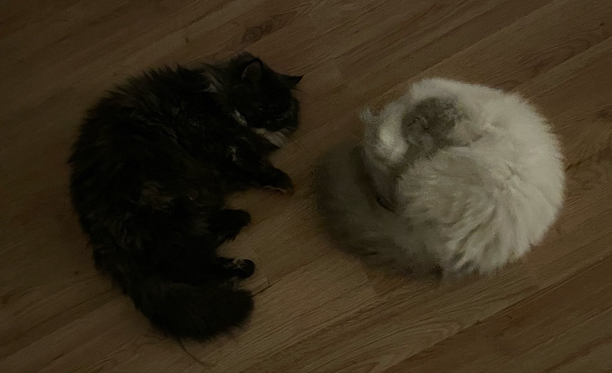 fushiwadanny's tweet photo. Yin and yang https://t.co/8CfXIneAZx