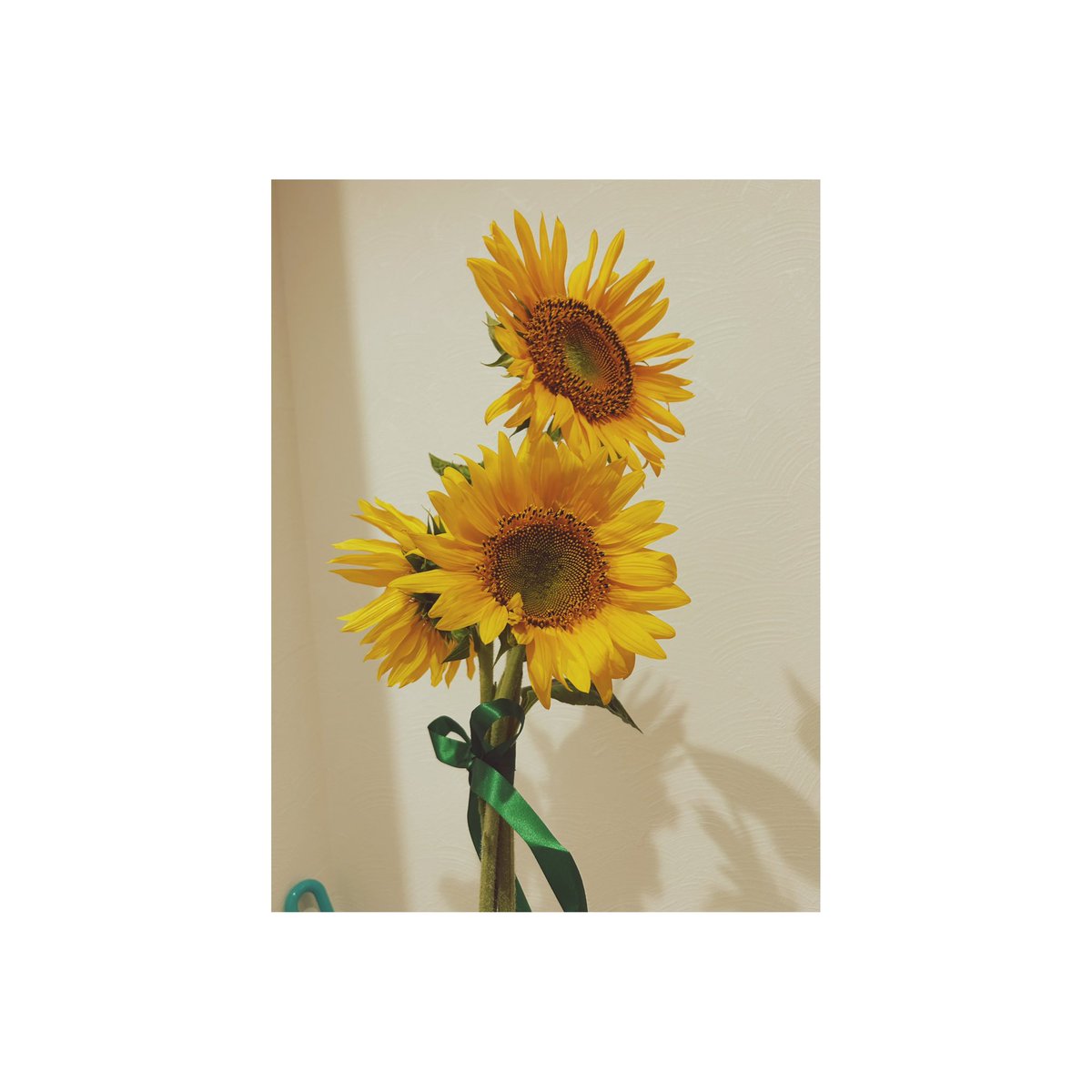 mo2ka_7's tweet photo. 向日葵🌻
可愛い https://t.co/bI2nQIo9WM
