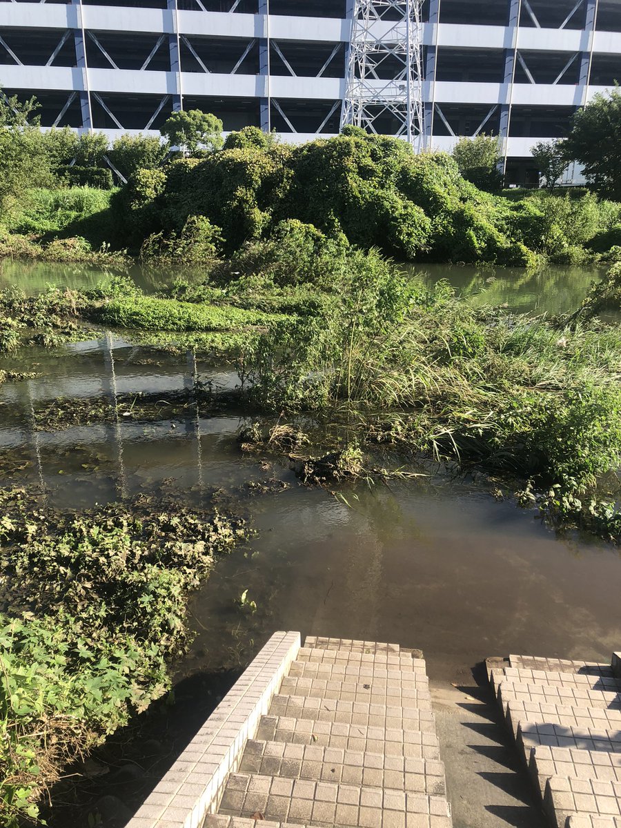 14taketake's tweet photo. ＠千葉県柏市
大堀川朝ラン10km
流石に8月の線状降水帯よりはマシだったみた��。手賀沼につながる遊歩道は冠水していましたが。
#朝ラン https://t.co/hvO2qs1ViU