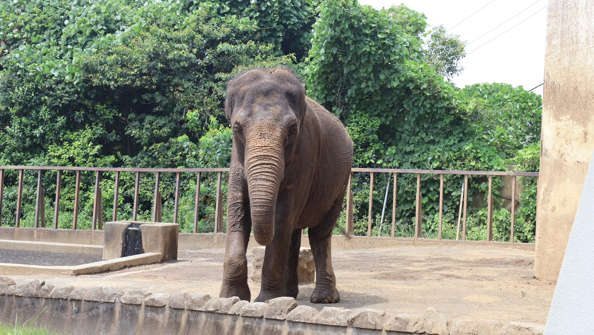 静岡 市立 日本 平 動物園