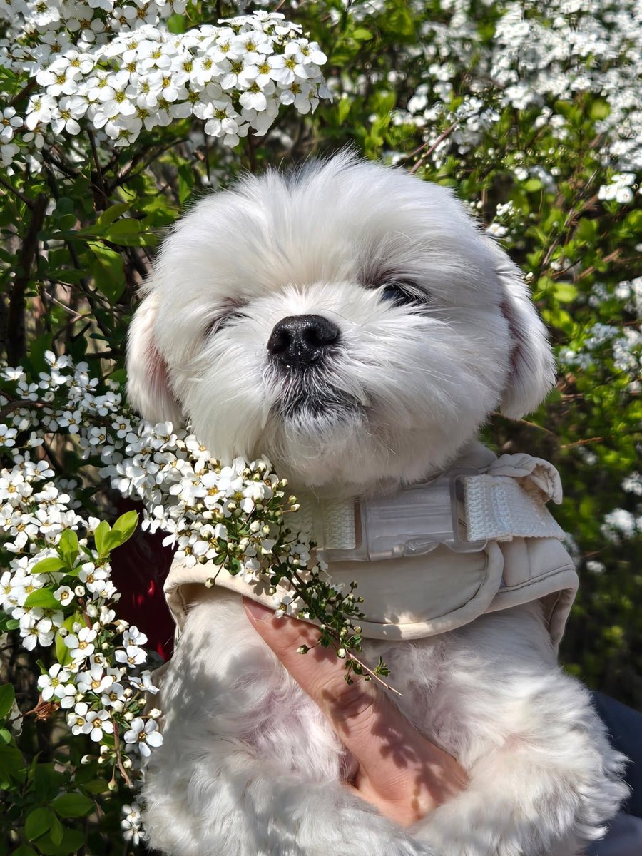 averythompsonm0's tweet photo. Since we were out admiring the cherry blossoms, we played princess 🤍 https://t.co/epYLQ5UA5m