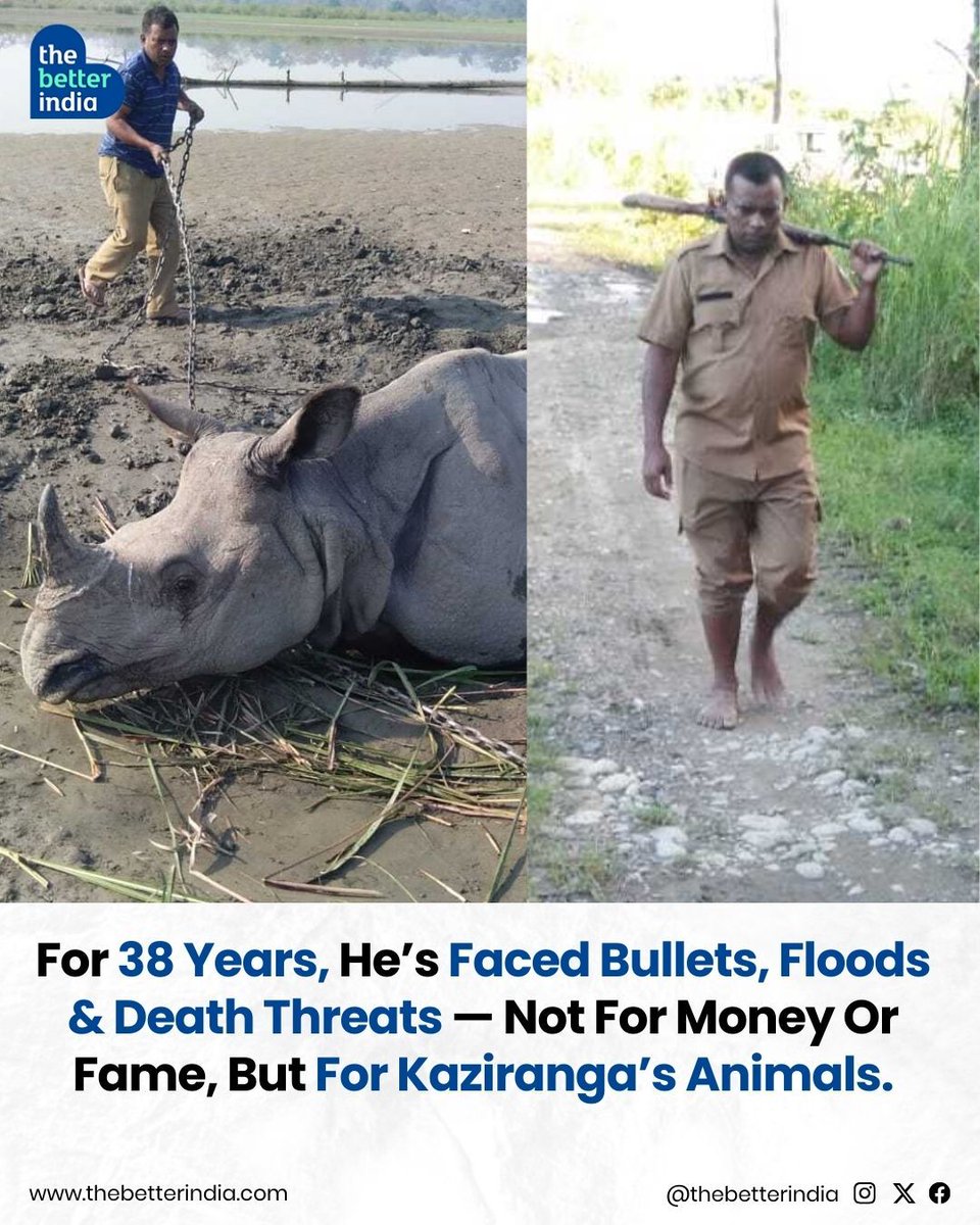 thebetterindia's tweet photo. Mist rises over Kaziranga’s floodplains.

Across the tall elephant grass, one of the world’s largest populations of the greater one-horned rhino continues to thrive.

Today, Assam is home to more than 4,000 rhinos — with over 70% of the species’ global population found in Kaziranga. But this conservation success has come with years of vigilance against poaching and habitat threats.

And behind every safe patrol, every warning heard in the forest, and every rhino protected, are people who quietly keep watch.

Dimbeswar Das is one of them.

He trains, patrols at dawn and has taught himself to listen closely to the forest — protecting the animals that cannot protect themselves.

This World Rhino Day, scroll down right to meet one of Kaziranga’s unsung guardians. 🦏🌿

#WorldRhinoDay #SaveRhinos #RhinoConservation #GreaterOneHornedRhino #KazirangaNationalPark

[Kaziranga National Park, One Horned Rhino, Greater One Horned Rhinoceros, Rhino Conservation India, Assam Wildlife, Forest Guard, Anti Poaching, Wildlife Protection, Rhino Conservation, World Rhino Day]
