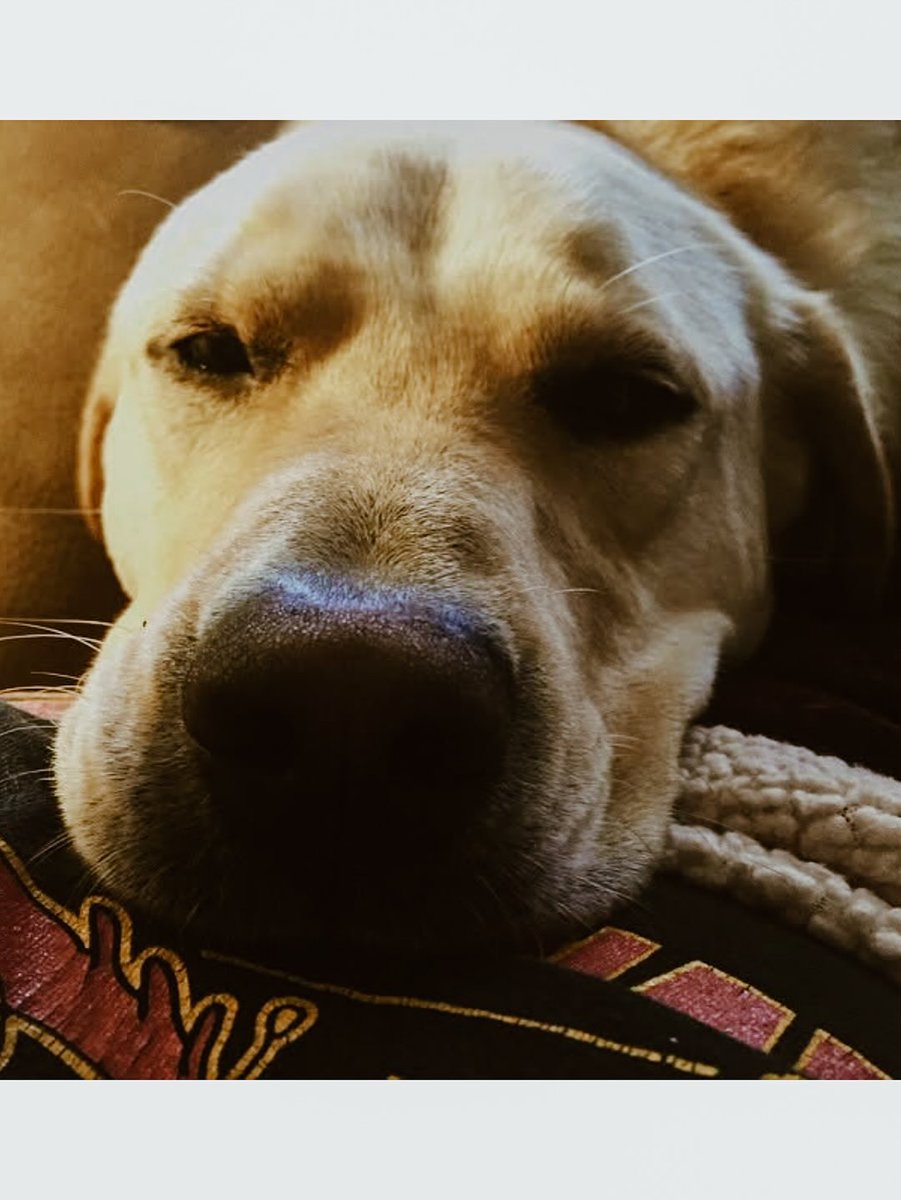 nazagyn's tweet photo. Pete turns 13 today. He made me fall in love with Labradors and has been my loyal shadow ever since. He’s slowing down, but every day with him is a gift. We’ll keep him comfortable and cherish every moment. https://t.co/C1rTROIcVk