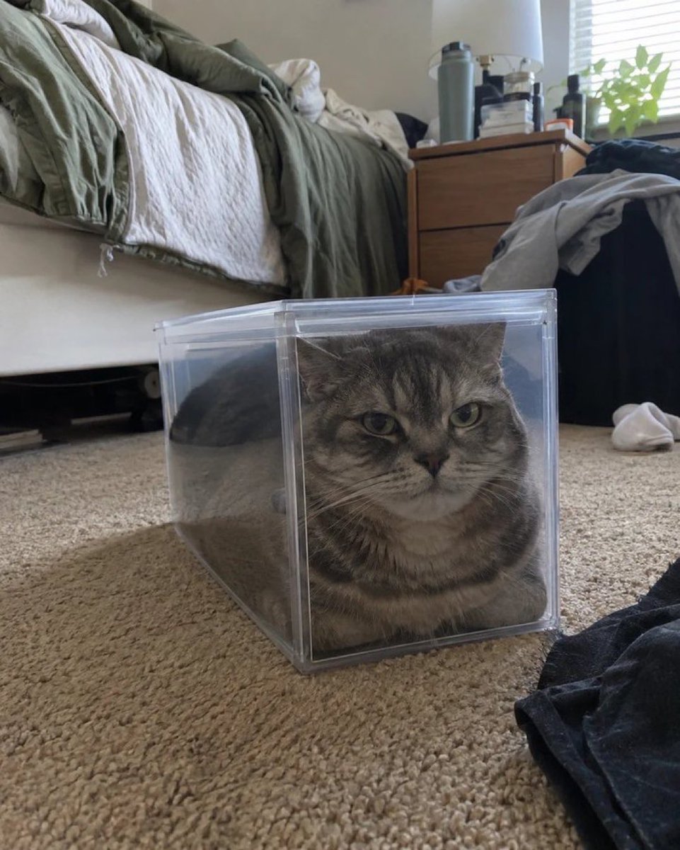 miya0ii's tweet photo. Jettpack cat after getting domina ulted https://t.co/WfxiBowTAK
