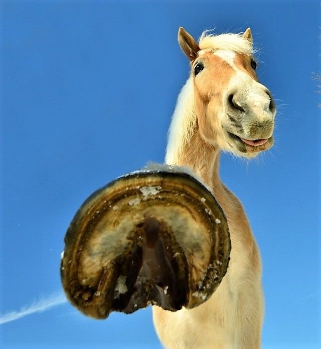 yinckos's tweet photo. Hoof pump bro? https://t.co/IRkDij07BN