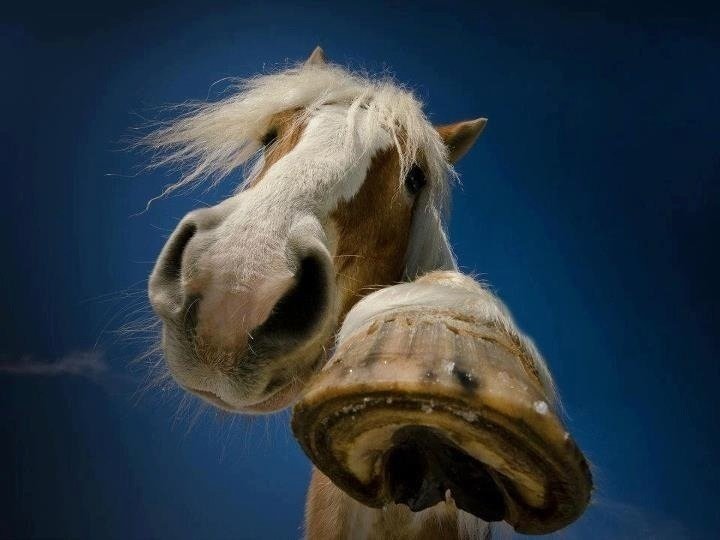 yinckos's tweet photo. Hoof pump bro? https://t.co/IRkDij07BN